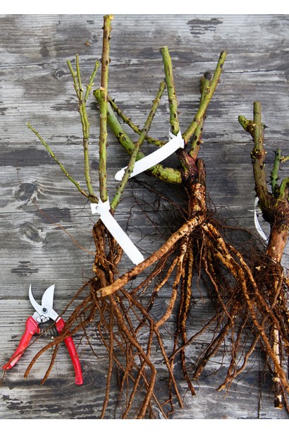 Роза вьющегося Вестерленд - саженцы голый корень